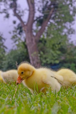 Yeşil çimlerin üzerinde komik, küçük, parlak sarı kazcıklar.