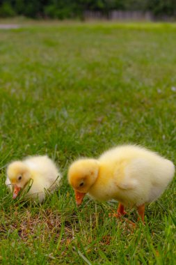 Yeşil çimlerin üzerinde komik, küçük, parlak sarı kazcıklar.
