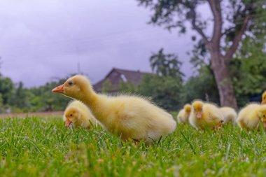 Yeşil çimlerin üzerinde komik, küçük, parlak sarı kazcıklar.