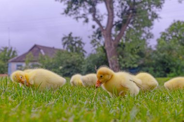 Yeşil çimlerin üzerinde komik, küçük, parlak sarı kazcıklar.