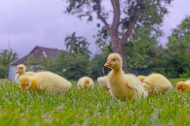 Yeşil çimlerin üzerinde komik, küçük, parlak sarı kazcıklar.