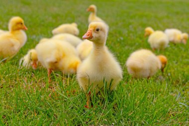 Yeşil çimlerin üzerinde komik, küçük, parlak sarı kazcıklar.