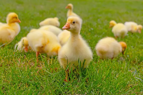 Yeşil çimlerin üzerinde komik, küçük, parlak sarı kazcıklar.