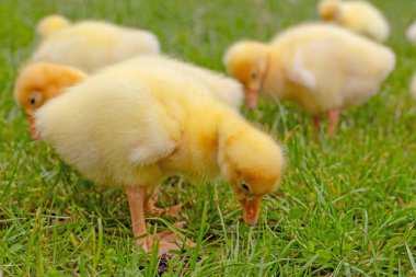 Yeşil çimlerin üzerinde komik, küçük, parlak sarı kazcıklar.