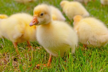 Yeşil çimlerin üzerinde komik, küçük, parlak sarı kazcıklar.