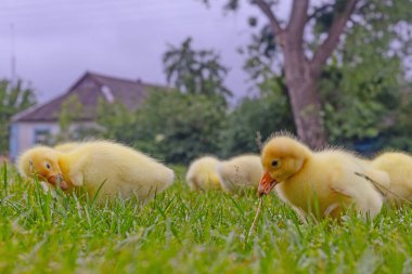 Yeşil çimlerin üzerinde komik, küçük, parlak sarı kazcıklar.