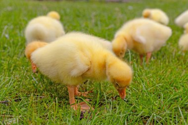 Yeşil çimlerin üzerinde komik, küçük, parlak sarı kazcıklar.