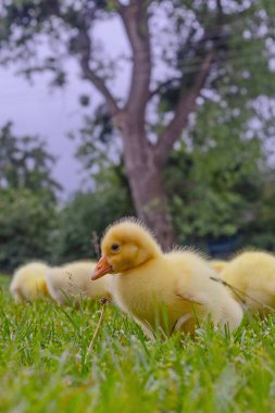Yeşil çimlerin üzerinde komik, küçük, parlak sarı kazcıklar.