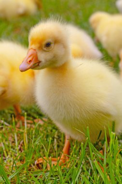 Yeşil çimlerin üzerinde komik, küçük, parlak sarı kazcıklar.