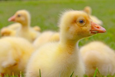 Yeşil çimlerin üzerinde komik, küçük, parlak sarı kazcıklar.