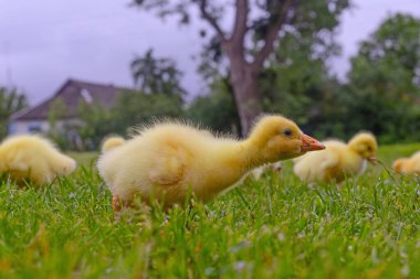 Yeşil çimlerin üzerinde komik, küçük, parlak sarı kazcıklar.