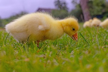 Yeşil çimlerin üzerinde komik, küçük, parlak sarı kazcıklar.