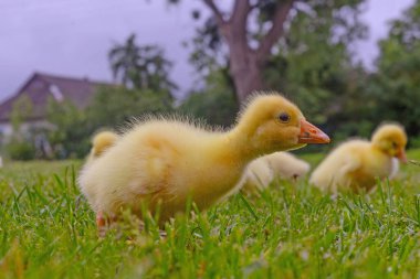 Yeşil çimlerin üzerinde komik, küçük, parlak sarı kazcıklar.