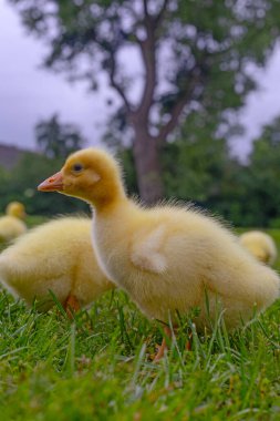 Yeşil çimlerin üzerinde komik, küçük, parlak sarı kazcıklar.