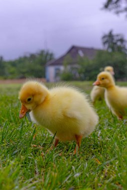 Yeşil çimlerin üzerinde komik, küçük, parlak sarı kazcıklar.