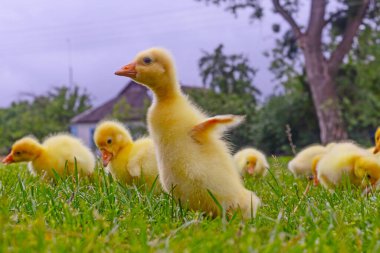 Yeşil çimlerin üzerinde komik, küçük, parlak sarı kazcıklar.