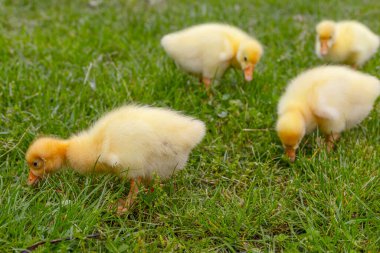 Yeşil çimlerin üzerinde komik, küçük, parlak sarı kazcıklar.