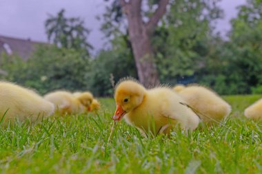 Yeşil çimlerin üzerinde komik, küçük, parlak sarı kazcıklar.