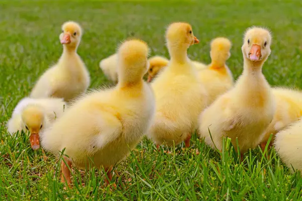 Yeşil çimlerin üzerinde komik, küçük, parlak sarı kazcıklar.