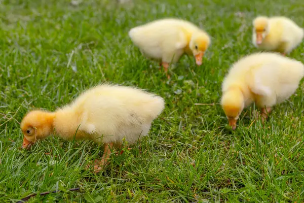 Yeşil çimlerin üzerinde komik, küçük, parlak sarı kazcıklar.