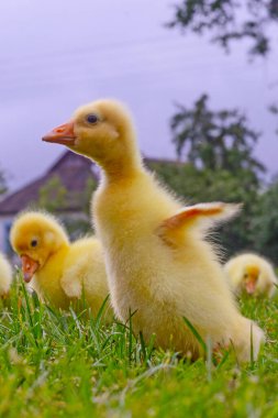 Yeşil çimlerin üzerinde komik, küçük, parlak sarı kazcıklar.