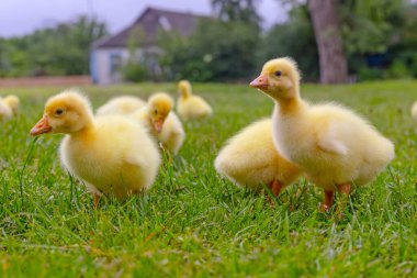 Yeşil çimlerin üzerinde komik, küçük, parlak sarı kazcıklar.