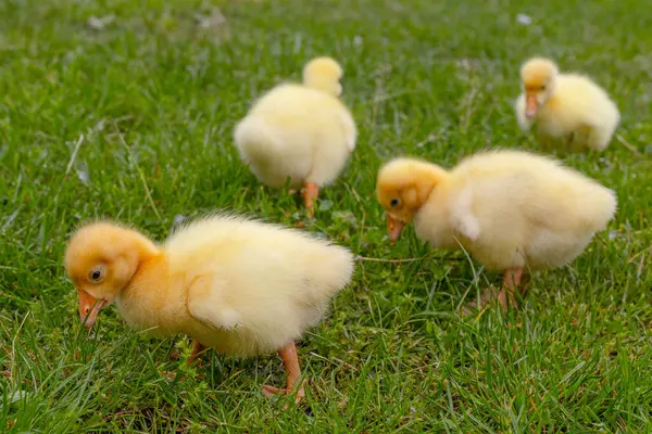 Yeşil çimlerin üzerinde komik, küçük, parlak sarı kazcıklar.