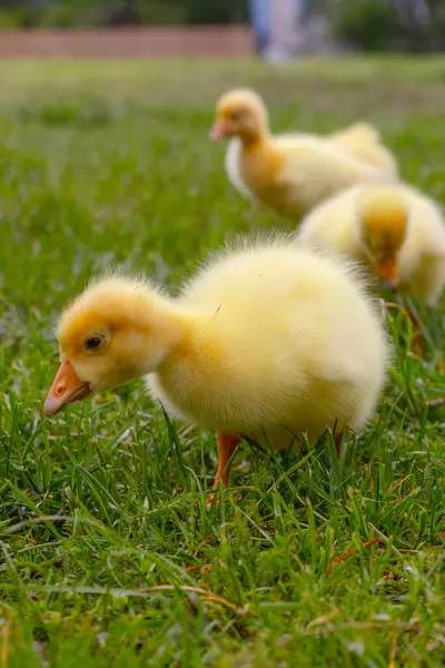 Yeşil çimlerin üzerinde komik, küçük, parlak sarı kazcıklar.