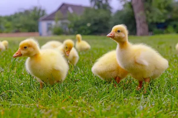 Yeşil çimlerin üzerinde komik, küçük, parlak sarı kazcıklar.