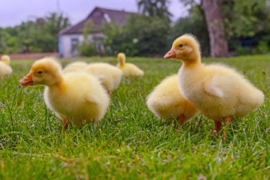 Yeşil çimlerin üzerinde komik, küçük, parlak sarı kazcıklar.