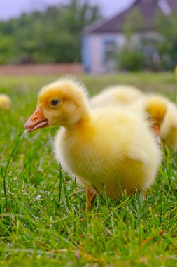Yeşil çimlerin üzerinde komik, küçük, parlak sarı kazcıklar.