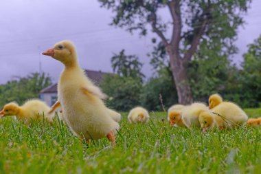 Yeşil çimlerin üzerinde komik, küçük, parlak sarı kazcıklar.