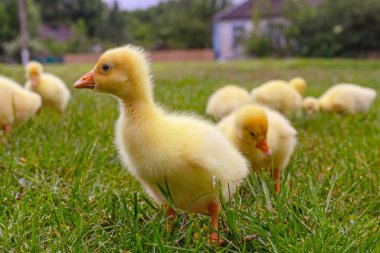 Yeşil çimlerin üzerinde komik, küçük, parlak sarı kazcıklar.