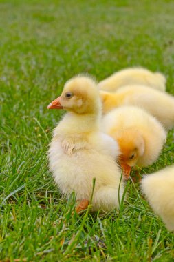 Yeşil çimlerin üzerinde komik, küçük, parlak sarı kazcıklar.