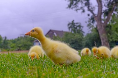 Yeşil çimlerin üzerinde komik, küçük, parlak sarı kazcıklar.