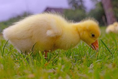 Yeşil çimlerin üzerinde komik, küçük, parlak sarı kazcıklar.