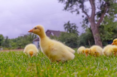 Yeşil çimlerin üzerinde komik, küçük, parlak sarı kazcıklar.