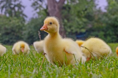 Yeşil çimlerin üzerinde komik, küçük, parlak sarı kazcıklar.