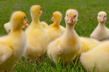 Yeşil çimlerin üzerinde komik, küçük, parlak sarı kazcıklar.