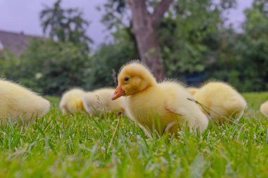 Yeşil çimlerin üzerinde komik, küçük, parlak sarı kazcıklar.