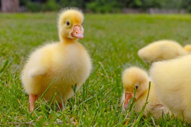 Yeşil çimlerin üzerinde komik, küçük, parlak sarı kazcıklar.