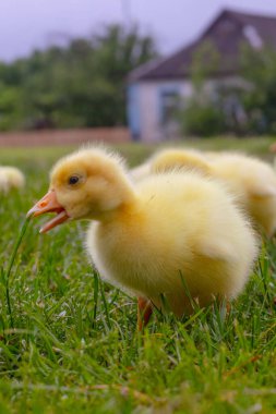 Yeşil çimlerin üzerinde komik, küçük, parlak sarı kazcıklar.