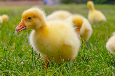 Yeşil çimlerin üzerinde komik, küçük, parlak sarı kazcıklar.