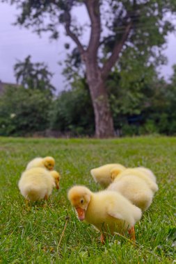 Yeşil çimlerin üzerinde komik, küçük, parlak sarı kazcıklar.