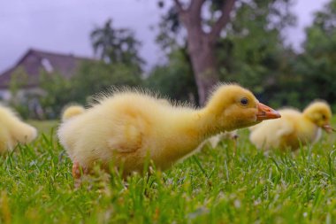 Yeşil çimlerin üzerinde komik, küçük, parlak sarı kazcıklar.