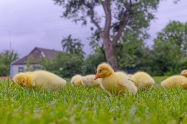 Yeşil çimlerin üzerinde komik, küçük, parlak sarı kazcıklar.