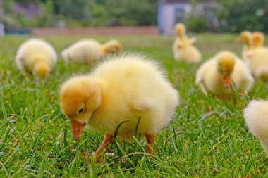 Yeşil çimlerin üzerinde komik, küçük, parlak sarı kazcıklar.