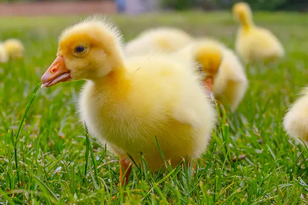 Yeşil çimlerin üzerinde komik, küçük, parlak sarı kazcıklar.