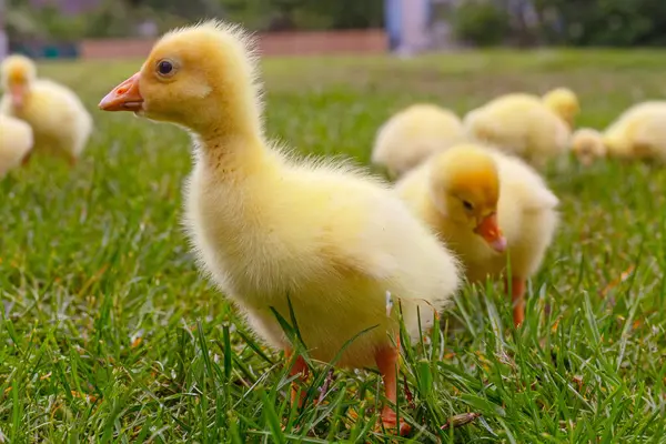 Yeşil çimlerin üzerinde komik, küçük, parlak sarı kazcıklar.