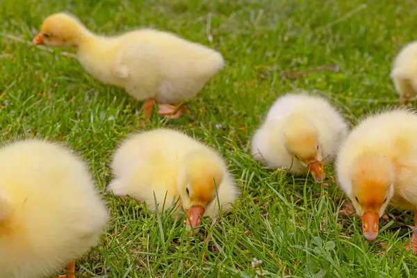 Yeşil çimlerin üzerinde komik, küçük, parlak sarı kazcıklar.